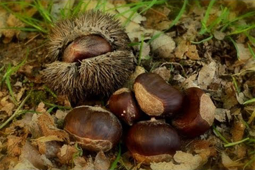Chestnuts attract deer