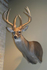 Hunting Property