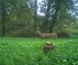 Michigan Properties For Sale