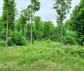 Michigan Properties For Sale