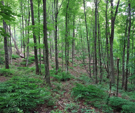 Michigan Properties For Sale