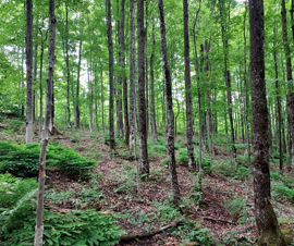 Michigan Properties For Sale