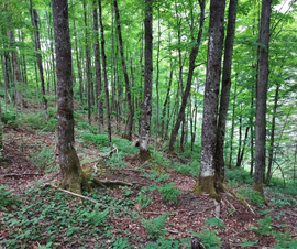 Michigan Properties For Sale