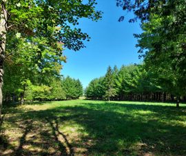 Hillman Cedars