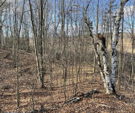 Michigan Properties For Sale