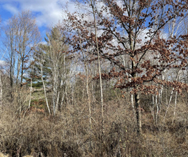 Michigan Properties For Sale