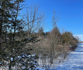 Michigan Properties For Sale