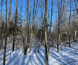 Michigan Properties For Sale