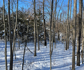Michigan Properties For Sale