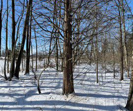 Michigan Properties For Sale