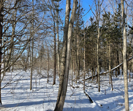 Michigan Properties For Sale