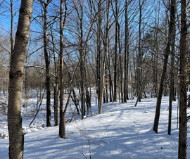 Michigan Properties For Sale