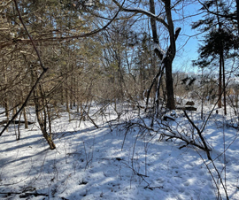 Michigan Properties For Sale
