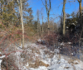 Michigan Properties For Sale