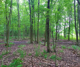 Michigan Properties For Sale