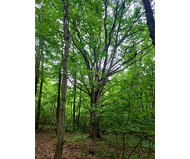 Michigan Properties For Sale