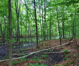Michigan Properties For Sale