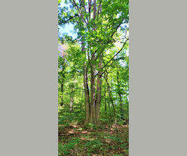 Michigan Properties For Sale