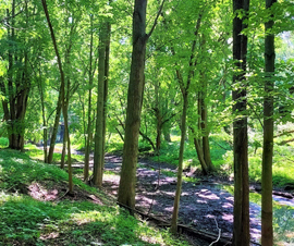 Michigan Properties For Sale