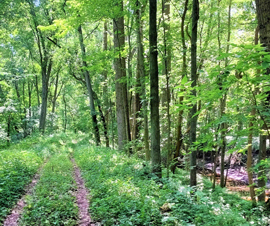 Michigan Properties For Sale