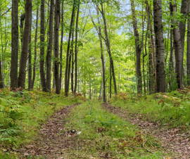 Michigan Properties For Sale