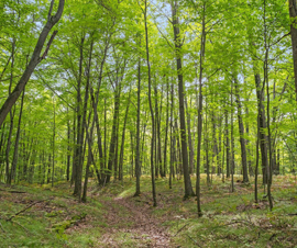 Michigan Properties For Sale