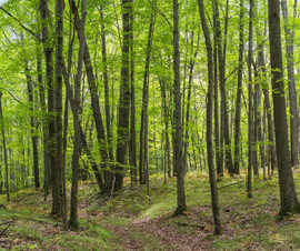 Michigan Properties For Sale