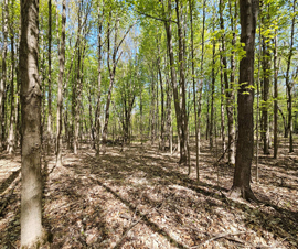 Otisville 55