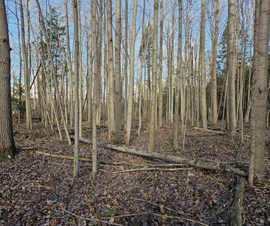 Michigan Properties For Sale