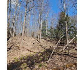 Michigan Properties For Sale