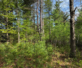 Michigan Properties For Sale