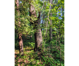Michigan Properties For Sale