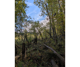 Michigan Properties For Sale